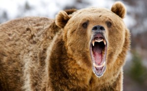 Bear-600x375